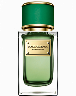 Dolce & Gabbana Velvet Cypress Dolce & Gabbana Velvet Cypress